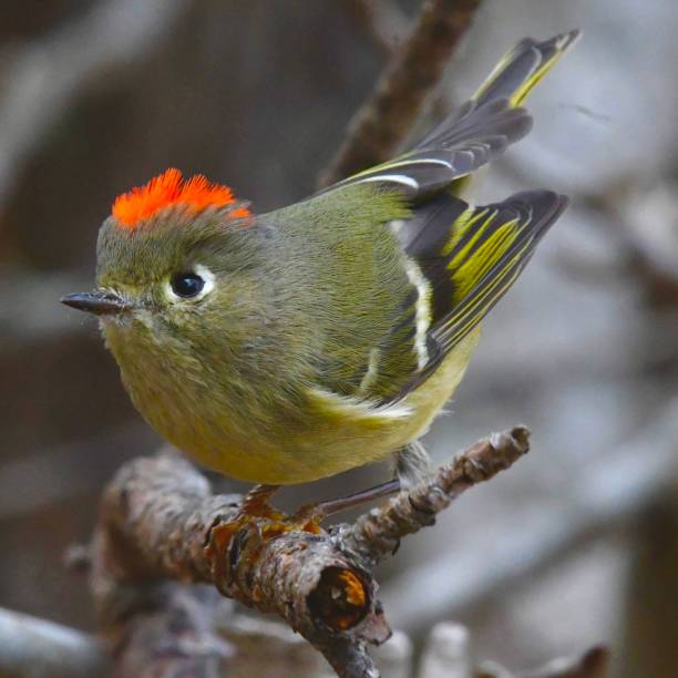 A closeup shot of a Ruby-crowned Kinglet bird perched on a tree branch